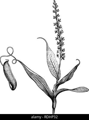 . Monde végétal ; son passé, présent &AMP ; avenir ; une introd. à l'étude de la botanique. La botanique. Fig. 23. Nepenthes gracilis, une sarracénie peuplant les marais dans les Indes orientales. Certaines feuilles sont normaux, d'autres ont continué la nervure centrale comme une longue, mince, en vrille comme chair qui devient a élargi à l'apex en un corps creux comme sarracénie meublé avec une ouverture latérale près du sommet, et construit dans le but de. Veuillez noter que ces images sont extraites de la page numérisée des images qui peuvent avoir été retouchées numériquement pour plus de lisibilité - coloration et l'apparition de ces illustrations Banque D'Images