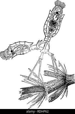 . Des soirées au microscope : ou, de recherches parmi les organes et minuter formes de vie animale . Microscopie ; zoologie ; microscopes. Volant-béchers. 243 la lorica ; ceci est particulièrement épais, cependant, une illusion d'optique, dépendante de ses ailes en dilatation angulaire ceux déjà remarqué. La cavité pénètre dans eux ; à l'un de ces spécimens je vois les curieux twisted threads qui sont soupçonnés d'être liés à la respiration, dans les ailes latérales. Les estomacs sont généralement pleins de vert et brun de la nourriture, mais ils ne seront pas boire car- mine.. Roue squelette 'porte-étendard. Voyons, comment Banque D'Images