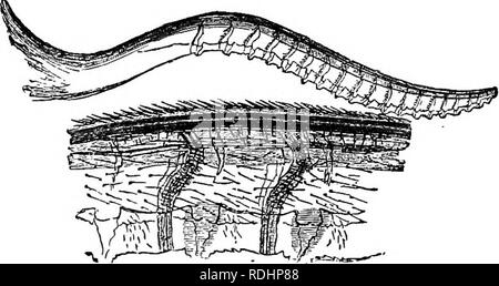 . Des soirées au microscope : ou, de recherches parmi les organes et minuter formes de vie animale . Microscopie ; zoologie ; microscopes. Piqûres d'INSECTES : ET OVIPOSITOES. 133 qui, avec le reste de la même série, forme une rangée de dents sur le côté oblique de la scie, dans une manière très particulière, difficile à exprimer par des mots. Il est singulier que ce côté-ci de la scie doit être parsemé de poils minute, puisque ces semble interférer avec l'action de la scie, ou au moins être passible d'être eux-mêmes se frotta détruit dans son action. Mais leur existence ne fait aucun doute ; ils sont là, edition Banque D'Images