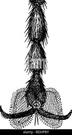 . Des soirées au microscope : ou, de recherches parmi les organes et minuter formes de vie animale . Microscopie ; zoologie ; microscopes. 116 des soirées au microscope. Maintenant, il est évident que le bulbe d'extrémités de ces filaments sont les organes de l'adhérence. Nous remarquons comment ils faites glisser et maintenez appuyé, comme la mouche tire son pied de sa place ; et il semble presque certain que l'adhésion se fait au moyen d'une sécrétion gluant versé en quantité infime de ces bouts de chair. Wh9n le pied est soudainement disparu, on peut souvent voir un certain nombre de minuscules particules de liquide sur la vitre gauche où t Banque D'Images