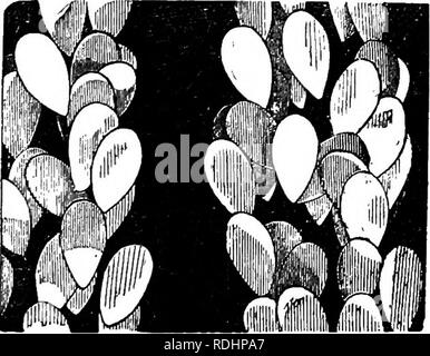 . Des soirées au microscope : ou, de recherches parmi les organes et minuter formes de vie animale . Microscopie ; zoologie ; microscopes. Insectes : AILES ET THEIE APPENDICES. 83 semble coupé en dents de scie. En marge de ces crêtes sont minute sockets, qui sont très dis- tinctly vu, où les échelles ont été déplacées ; dans ces le petit pied-branches de la balance est insérée. Le peu de coléoptères que nous connaissons sous le nom de charançons, caractérisés par leur long museau effilé, à la fin de laquelle ils portent curieusement le pliage des antennes, et qui constituent le Banque D'Images