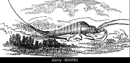 . Des soirées au microscope : ou, de recherches parmi les organes et minuter formes de vie animale . Microscopie ; zoologie ; microscopes. 76 SOIRÉES À L'MICBOSCQPE. falaises qui bordent la mer peut souvent être trouvé des insectes aptères mais active, qui sont dotés du pouvoir de s'élancer dans une grande perfection. À partir de l'extrémité postérieure de leur être meublée avec de longues soies en saillie, ils sont parfois appelés queues-poils, mais naturalists desig- nate le genre Machilis. Si vous pouvez en obtenir un encore suffisamment à l'examiner, vous serez enchantés par l'éclat de ses vêtements, qui s'affiche Banque D'Images