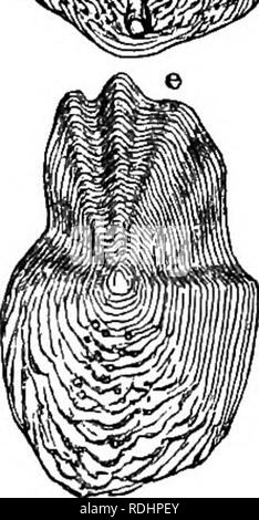 . Des soirées au microscope : ou, de recherches parmi les organes et minuter formes de vie animale . Microscopie ; zoologie ; microscopes. &Lt ; m. Veuillez noter que ces images sont extraites de la page numérisée des images qui peuvent avoir été retouchées numériquement pour plus de lisibilité - coloration et l'aspect de ces illustrations ne peut pas parfaitement ressembler à l'œuvre originale.. Gosse, Philip Henry, 1810-1888. Londres : Société pour la promotion de la connaissance chrétienne Banque D'Images