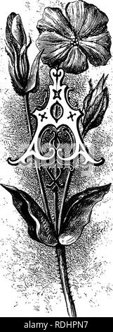 . Fleurs de jardin familier . Fleurs ; plantes ornementales ;, la floriculture. EOSE CAMPION. Lychnis coronaria. Plante peut être commun et encore d'un rare apparaissent, comme peut être vu dans l'exemple devant nous. La rose Campion, qui est maintenant classé comme un lychnis, mais mai avec pro- priety être catalogués sous son autre nom, Agrostemma coro- naria, est aussi commun que tout bon jardin plante connue. Mais il est particulièrement distinct, et peut être reconnu à toute distance raisonnable par ses cheveux blancs, son style leafage fourchue de la croissance, de l'arrangement des feuilles en paires, et la splendeur de ses fleurs solitaires. Banque D'Images