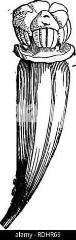 . Botanique élémentaire : théoriques et pratiques. Un texte-livre conçu principalement pour les élèves de cours de sciences liées à la science et l'art département de la commission de conseil sur l'éducation . La botanique. 114 Botanique élémentaire qui est connu comme le filament ; : le bouton sur le sommet, qui est en réalité un peu fort, l'anthère. ; et au sein de cette fine poudre, le pollen, qui est la partie essentielle de l'étamine. Ces étamines peut être soit distinct, lorsqu'ils sont dit' d'être libre, comme dans thp Ranunculus (fig. 165), ou ils sont plus ou moins unis. S'ils sont unis par le biais de leur filame Banque D'Images