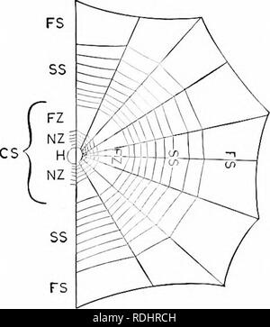 . Éléments de zoologie, d'accompagner l'étude de terrain et de laboratoire d'animaux. Zoologie. Le SPIDER 109 spider. Si un insecte doit entrer dans le web, l'araignée publie son tirer sur la partie centrale, et le web jaillit- ward, frappe l'insecte, et le fait d'adhérer aux filetages. Bien que, d'une part, certaines araignées ont évolué dans le sens de la construction de réseaux complexes, certains, sur l'autre bande, n'ont jamais ac- quis l'habitude de tourner sur le web. Comme, par exemple, sont la wander- ment des araignées, ce qui peut être classi- fiés en trois groupes principaux. (1) les araignées crabes sont appelés ainsi être Banque D'Images