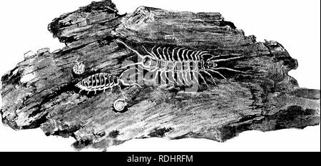 . Éléments de zoologie, d'accompagner l'étude de terrain et de laboratoire d'animaux. Zoologie. 98 Zoologie d'insectes, de mollusques et de vers, et peut être utile à l'agriculture par la destruction des insectes nuisibles. Lithobius a l)een observé à passer des heures à tuer un ver de terre, dont les jus de fruits elle suçait comme nourriture. Bleue vole aussi servir comme l'alimentation alors que dans l'accouchement. Litho'bius' est de distribution mondiale, et plus d'une centaine d'espèces sont reconnues. Notre commune, de couleur paille. Fig. 98. Â Un morceau de colonie d'barkwitha retroussé-shunncrs, â- Litho bius, une truie bug, un comprimé bug, et un petit Banque D'Images