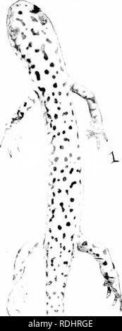 . Éléments de zoologie, d'accompagner l'étude de terrain et de laboratoire d'animaux. Zoologie. 92 Zoologie la principale grande grotte des chauves-souris, les animaux sont différents que l'on trouve accrochés aux murs ; quelques salamandres, allié à notre Uttle salamandre rouge des bois (Fig. 95) ; et certains poissons, dont beaucoup sont aveugles. Un certain nombre d'insectes vivent dans des grottes. Les plus communs sont deux ou trois sortes de petits coléoptères qui vivent sous les pierres et un peu de mouches que hve en matière en décomposition ; un cricket-sauterelle, déjà mentionnée à la page 20 ; un peu "spring-queue," La minute des essaims d'insectes qui sur le barrage Banque D'Images