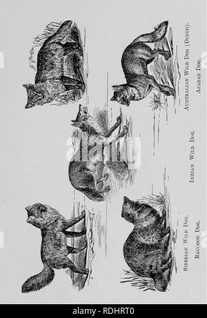 . Les commerçants de fourrure et les animaux à fourrure. Commerce des fourrures ; les animaux à fourrure. Des chiens sauvages. 155. Veuillez noter que ces images sont extraites de la page numérisée des images qui peuvent avoir été retouchées numériquement pour plus de lisibilité - coloration et l'aspect de ces illustrations ne peut pas parfaitement ressembler à l'œuvre originale.. Petersen, Marcus, 1854-. Buffalo, N. Y. , appuyez sur Hammond Banque D'Images