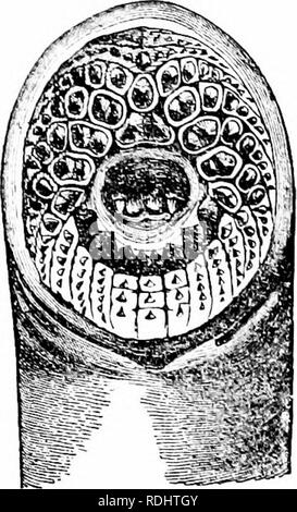 . Un manuel de zoologie. Zoologie. 492 CHORDÉS. rudimentaires, et ne fermez pas les uns sur les autres comme le font les mâchoires de l'autre verte- lirates. Ce cyclostome condition est de valeur pour les animaux, car il les aide à sucer sur d'autres animaux. À base de tlae tlae dôme mois cavitv est ce qu'on appelle la langue, qui est l'sucl-appareil dng, puisqu'il peut être tiré en arrière comme un piston. Le nom ^Marsipobranchs fait référence à la forme de branchies,^ ou sis généralement au nombre de sept, mais dans BJclloslonm peut être douze ou quatorze de chaque côté. Chaque fente branchiale est constitué de trois parties, le gill sac {ipiui j)rap: Banque D'Images