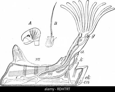 . Un manuel de zoologie. Zoologie. IV. POLYZOA : ECTOPROCTA 285 cercle de tentacules, découlant du bord de la tasse, insérez-la dans la zone peristomial qui sont à la fois la bouche et l'anus, et entre ces et d'excrétion re- organes productifs ouvert. L'espace entre l'intestin et en forme de fer à la surface du corps est rempli par un contenant du parenchyme, cellules musculaires, et autant d'organes d'excrétion sont protonephridia. UrnalcHa»- frais de l'eau. Loxosoina PediceUina*, marine. Sous la catégorie II. Ectoproda. Les Ectoprocta disposent d''une spacieuse, ciliées, souvent entre le coelome tube digestif et de la peau, s Banque D'Images