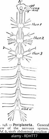 . Un manuel de zoologie. PHYLUM ARTHROPODA 249 Le sang-vasculaire est, en comparaison avec les autres systèmes d'organes, peu développée, la nécessité d'un système élaboré de bâtiments étant grandement diminué par la façon approfondie dans laquelle tous les organes sont fournis avec de l'oxygène par le biais de la trachée ?. Le sang est de couleur- moins, ou légèrement jaunâtre ou vert- ish. Un coeur tubulaire contractile divisé en interne en une rangée de huit chambres par un système de vannes s'étend à travers le- abdo hommes sur la partie dorsale. Le système nerveux (Fig. 148) est sur le même plan général comme dans le Crusta Banque D'Images