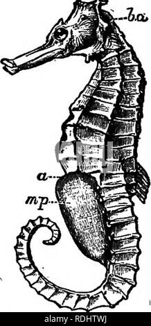 . La biologie élémentaire, animale et humaine. La biologie. 122 Biologie Animale Matériaux : un poisson rouge vivant dans un pot pour chaque batterie Xfo étudiants. Les poissons rouges peuvent être conservés indéfiniment dans un bocal en verre avec de l'eau vert plantes ; cette dernière offre le poisson avec de la nourriture et d'oxygène. La perche, et si possible les chefs de grands poissons comme le cabillaud, devrait être obtenu, conservés dans du formol (5  %), puis lavée à l'eau courante pendant vingt-quatre heures avant leur utilisation ; materia] traité de cette manière perd sa louche smeU, et peut être conservé dans la solution de formol année après année. Un poisson squelette est aussi Banque D'Images