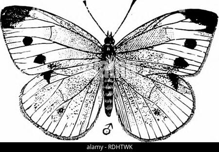 . Un manuel de zoologie. . Fig. 143. -Butterfly (Pieris rapae), avec Caterpillar et chrysalis étapes. (Après Riley.) Chacun des trois segments du thorax porte toujours une paire de pattes articulées qui ne présentent pas de tels modifications marquées comme les appendices de la tête. La partie terminale (tarse) est constitué d'un nombre (pas plus de cinq) de courts segments, et se termine par une paire de griffes, souvent avec un tampon adhésif ou sucer un disque entre eux. En plus des jambes, les deuxième et troisième segments du thorax portent généralement chacun une paire d'ailes. Les ailes sont de fines expansions du transparent Banque D'Images