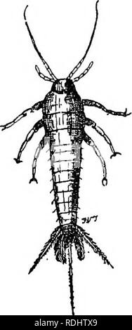 . Un texte-livre de zoologie agricole. Zoologie, économique. 260 APTEEA. de son propre chef, soit sur une pièce d'eau, le long de certaines voies, ou dans certains glade dans un bois. Il y a certains (Libellulidce) qui sont de beaux insectes fragiles (Caiepteryx). Les oeufs sont pondus dans l'eau ou sur les plantes aquatiques. Les jeunes (fig. 134, b) n'ont pas de traces d'ailes. Ils commencent à se manifester après la troisième ou quatrième mue (c, w). La nymphe (c) a un corps beaucoup plus courte que chez les adultes, et, à l'éclosion du précédent, rampe de la tige de certaines plantes à l'eau, quand le shell se divise, et le Dragon-fly parfait émerge. Après. Enfin, Banque D'Images