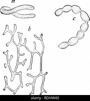 . Un manuel de zoologie. Zoologie. Général PRINCirLES de zoologie 56 protocoles d'entente avec la division de la cellule ; mais pour comprendre cette toilette doit d'abord examiner le noyau. C'est un corps enfermé dans le protoplasme, dont la forme définitive, mais pour chaque type de cellule, montre en général grande varia- tions. Habituellement, il est Sphérique ou ovale, hut il peut être allongés ou en forme de bâtonnet, pliées dans un fer à cheval, avec comme un chapelet de constrictions, ou même être ramifiés ou arbre (fig. a) ; dans nombre de cellules vivantes, c'est mais peu difierent. Fig. a.^'iverses formes de noyaux, un horscshoc shajici-, ! Noyau d'un fichier .cinete ; h, bran Banque D'Images