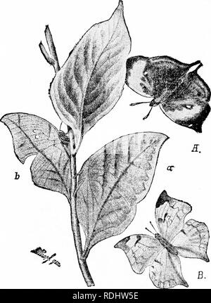 . Un manuel de zoologie. Zoologie. 38 PRINCIPES GÉNÉRAUX DE ZOOLOGIE qu'ils contiennent le goût désagréable de corps gras. Une autre espèce d'accom- gnies (Pieridffi), qui n'a pas un goût mauvais, et pourtant il n'est pas mangé, car en vol, dans la coupe, et la marne^ing des ailes il imite le Helic- onia si étroitement que même un peut facilement être confondu systématicien (fig. 13). De la même façon les abeilles et les guêpes, craint à cause de leur aiguillon, sont reprises par d'autres insectes. À Bornéo, il y a une grande guêpe noire, dont les. Fig. II.-feuille-papillons. Un parahcta fljans, Kallima, ; : a, au repos (après Wallace). B, Sider Banque D'Images