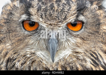 Les Pays-Bas, Loosdrecht, Eagle-owl (Bubo bubo). Portrait. Conditions contrôlées. Banque D'Images