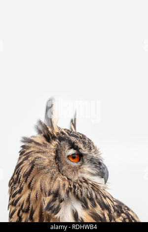 Les Pays-Bas, Loosdrecht, Eagle-owl (Bubo bubo). Portrait. Conditions contrôlées. Banque D'Images