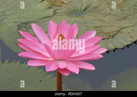 Rose magnifique nénuphar Tropical ou fleur de lotus dans l'étang Banque D'Images