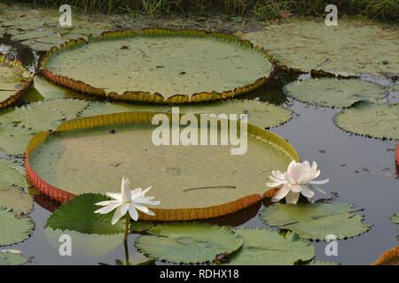 Beau blanc nénuphar Tropical ou fleur de lotus dans l'étang Banque D'Images