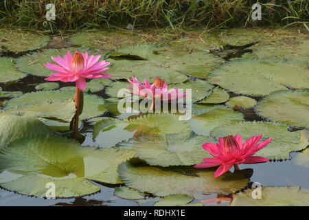 Rose magnifique nénuphar Tropical ou fleur de lotus dans l'étang Banque D'Images