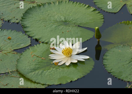 Beau blanc nénuphar Tropical ou fleur de lotus dans l'étang Banque D'Images