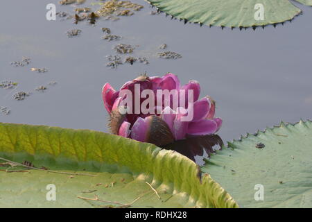 Un magnifique nénuphar rose (Victoria ) ou fleur de lotus dans l'étang Banque D'Images