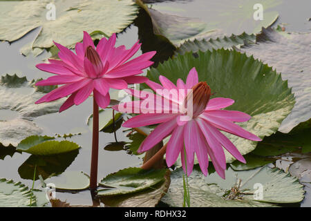 Rose magnifique nénuphar Tropical ou fleur de lotus dans l'étang Banque D'Images