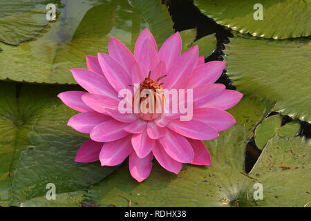 Rose magnifique nénuphar Tropical ou fleur de lotus dans l'étang Banque D'Images