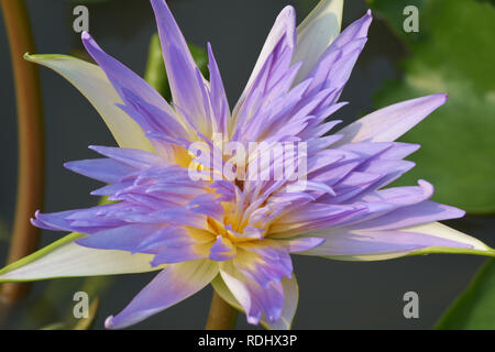 Belle Hardy Water Lily ou fleur de lotus dans l'étang Banque D'Images