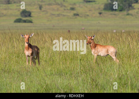 Topi veaux, Damaliscus lunatus, paissent dans les plaines du nord du Parc National de l'Akagera, Parc National de l'Akagera, Province de l'Est, le Rwanda. Banque D'Images