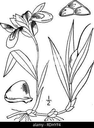 . Une flore illustrée du nord des États-Unis, le Canada et les possessions britanniques, de Terre-Neuve jusqu'au parallèle de la limite sud de la Virginie et de l'océan Atlantique à l'ouest jusqu'à la 102d méridien. La botanique, la botanique. 12. Iris lacustris Nutt. L'iris. Fig- 1339- Iris lacustris Nutt. Genèse 1 : 23. 1818. Semblable à l'espèce précédente dans la taille et le feuillage, ou les feuilles, parfois plus restreinte de cayenne ondulées. Fleurs bleu ; périanthe-tube que j'-i' de long, plus court que les bractées et les segments du périanthe-jaunâtre parfois certains- ce que l'expansion vers le haut ; capsule ovoïde, abo Banque D'Images