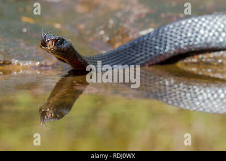 Red-bellied Black Snake Banque D'Images