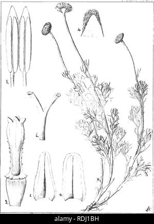 . Description : plantes Natal et chiffres du Natal des plantes indigènes, avec des notes sur leur distribution, valeur économique, des noms, &amp;c., / par J. Medley Wood et Maurice S. Evans. Publié sous les auspices du Natal et du Gouvernement de la Société botanique de Durban. La botanique. Plale : 34. Cenia hispida, BenlhScffook.. Veuillez noter que ces images sont extraites de la page numérisée des images qui peuvent avoir été retouchées numériquement pour plus de lisibilité - coloration et l'aspect de ces illustrations ne peut pas parfaitement ressembler à l'œuvre originale.. Wood, John Medley, 1827-1914 ; Evans, Maurice S. (Maurice Smethurst), Banque D'Images