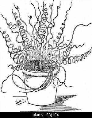 . Un manuel de botanique : être une introduction à l'étude de la structure, la physiologie et la classification des végétaux . La botanique. . Veuillez noter que ces images sont extraites de la page numérisée des images qui peuvent avoir été retouchées numériquement pour plus de lisibilité - coloration et l'aspect de ces illustrations ne peut pas parfaitement ressembler à l'œuvre originale.. Balfour, John Hutton, 1808-1884. Edinburgh : A. et C. Black Banque D'Images