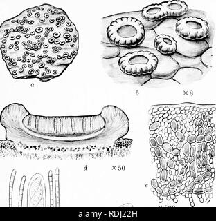 . Une monographie de lichens trouvés en Grande-Bretagne ; être un catalogue descriptif de l'espèce dans l'herbier du British Museum. Les lichens. X 500. Veuillez noter que ces images sont extraites de la page numérisée des images qui peuvent avoir été retouchées numériquement pour plus de lisibilité - coloration et l'aspect de ces illustrations ne peut pas parfaitement ressembler à l'œuvre originale.. British Museum (Natural History). Département de botanique ; Crombie, James Morrison, 1833-1906 ; Smith, Annie Lorrain, 1854-1937. Londres, imprimé par ordre de l'Administration Banque D'Images