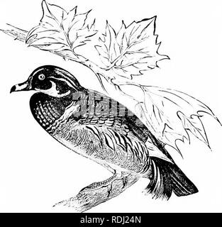 . Histoire naturelle des animaux ;. Zoologie. Les nageurs. 109 Ils s'est avéré être la lonL ;-d'oie perdu, et deux de ses jeunes. Le colvert, ou, s'agit de deux Greenhead pieds de long, et a le plumage de la tête vert clair ; il y a un anneau blanc autour du cou, et la couleur générale de la dbo)' est brunâtre. C'est le parent de la branche de canard. Le Canard branchu est plus petit que le plumage Greenhead, et sa beauté excelle dans celui de tous les autres canards.. Fig. 159. - Canard branchu. Il construit son nid dans un arbre ou liollow membre ; et si le nid est au-dessus de l'eau, les jeunes, dès qu'éclos, il chute dans le cas contraire, Banque D'Images