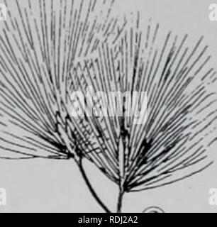 . E er duo si zhi Wu Zhi. botanique. È"â æ æ¤ªÃAE ¹Èåè¡åºâ±ç-aeåé aeå¿^ 1°â¢ç¬¬ä'å¤¬¬éâ£ç¤äºå aeµ¤â®å æ · . ¤ projectattempters.com :. 996. Veuillez noter que ces images sont extraites de la page numérisée des images qui peuvent avoir été retouchées numériquement pour plus de lisibilité - coloration et l'aspect de ces illustrations ne peut pas parfaitement ressembler à l'œuvre originale.. wu jian xiong. ené meng gu ren min chu ban elle Banque D'Images