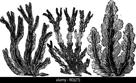 . Les produits commerciaux de la mer ; ou, Marine contributions à l'alimentation, de l'industrie et de l'art de la pêche ; les fruits de mer, produits commerciaux. 316 Les produits commerciaux de la mer ; et les jardins. Grappes de grains vésiculaires qui sup- port ces plantes à la surface de l'eau, ils tropicaux nom raisin. Jusqu'à l'heure actuelle, ces algues ont restaient inutilisés, sans doute en raison du coût des transports. Certaines des espèces d'algues sont plus riches en cendres que d'autres. Le plus généralement, l'espèce diffusante, Fucus vesiculosus Fucus vésiculeux ou, semble se retirer la plus grande quantité d'une solution saline Banque D'Images