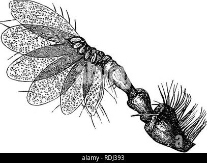 . Des soirées au microscope : ou, de recherches parmi les organes et minuter formes de vie animale. Microscopes microscopie microscopie médicale ; ;. Insectes : TIIEIK F.VK8 ET LES YEUX. En 187, et immédiatement enfoui dans la terre, où il s'étendit jusqu'en juin ; puis devint une chrysalide, et vu tout ce que vous le voyez, un coléoptère snouted comme sa mère, au début du mois d'août. Telle est sa " courte histoire agitée ;" et vous voyez maintenant que le long bec est entièrement formé en référence à cette économie ; c'est une vis sans fin montée sur l'alésage des trous dans les fruits à coque par l'intermédiaire de leurs enveloppes, pour les rece Banque D'Images