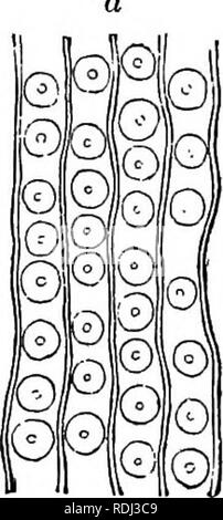 . Botanique physiologique ; I. Lignes de l'histologie d'phaenogamous les plantes. II. Physiologie végétale. Physiologie végétale ; anatomie végétale. Aréolées. 83. Veuillez noter que ces images sont extraites de la page numérisée des images qui peuvent avoir été retouchées numériquement pour plus de lisibilité - coloration et l'aspect de ces illustrations ne peut pas parfaitement ressembler à l'œuvre originale.. Goodale, George L. (George Lincoln), 1839-1923. New York [etc. ] : American Book Co. Banque D'Images