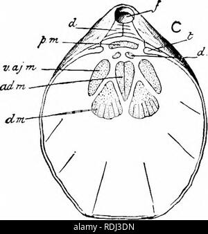 . Éléments de zoologie, d'accompagner l'étude de terrain et de laboratoire d'animaux. Zoologie. -^^n : dm". Veuillez noter que ces images sont extraites de la page numérisée des images qui peuvent avoir été retouchées numériquement pour plus de lisibilité - coloration et l'aspect de ces illustrations ne peut pas parfaitement ressembler à l'œuvre originale.. Davenport, Charles Benoît, 1866-1944 ; Davenport, Gertrude Anna Crotty, 1866- coauteur. New York, Macmillan Banque D'Images