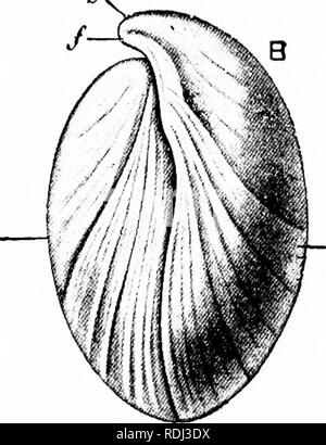 . Éléments de zoologie, d'accompagner l'étude de terrain et de laboratoire d'animaux. Zoologie. . Veuillez noter que ces images sont extraites de la page numérisée des images qui peuvent avoir été retouchées numériquement pour plus de lisibilité - coloration et l'aspect de ces illustrations ne peut pas parfaitement ressembler à l'œuvre originale.. Davenport, Charles Benoît, 1866-1944 ; Davenport, Gertrude Anna Crotty, 1866- coauteur. New York, Macmillan Banque D'Images