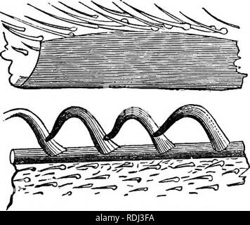. Des soirées au microscope : ou, de recherches parmi les organes et minuter formes de vie animale. Microscopes microscopie microscopie médicale ; ;. insectes : ailes et theie appendices. 83 par une série d'exécution de poils ou épines le long du bord avant de l'aile arrière ; ils sont recourbés en crochets semi-circulaire solide, se cambrant vers l'extérieur, à la recherche, en vertu d'une puissance élevée, comme les crochets sur l'étal d'un boucher. D'autre part, la marge de l'avant-aile est renforcé, et est retourné avec un doublement de faible profondeur, afin de faire une rainure dans laquelle les crochets prise ; et ainsi, alors que l'avant-Ailes sont étendues, Banque D'Images