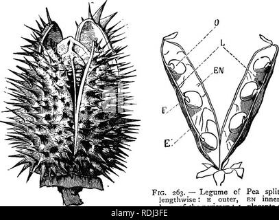 . Botanique élémentaire : théoriques et pratiques. Un texte-livre conçu principalement pour les élèves de cours de sciences liées à la science et l'art département de la commission de conseil sur l'éducation . La botanique. 13 ; les fruits déhiscent suture ventrale, ou par la suture dorsale, ou par les deux. Encore une fois, dans certains cas, les murs de la division, laissant ouverte loculi les septums attaché à eux, comme dans le lys et d'Iris ; la déhiscence est alors dit être loculicidal. Il s'agit d'sepiicidal où le fruit se décompose en ses carpelles distincts, la déhiscence. Fig. 263. - De la fente longitudinale de la légumineuse Pois : e ^ Banque D'Images