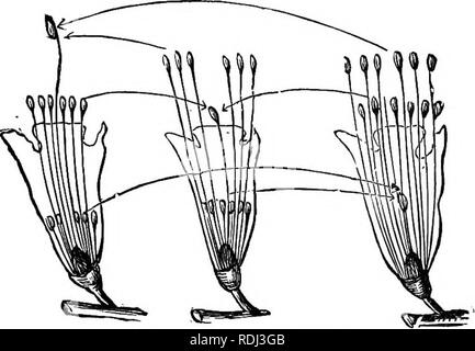 . Botanique élémentaire : théoriques et pratiques. Un texte-livre conçu principalement pour les élèves de cours de sciences liées à la science et l'art département de la commission de conseil sur l'éducation . La botanique. Heterostylism 133 le pollen et le stigmate dans les deux cas. Les grains de pollen des fleurs de style court sont plus grands que ceux de la pseudo-fleurs, et la stigmatisation dans le dernier cas est globuleux, tandis que dans l'ancien c'est enfoncée dans le centre. Un certain nombre d'expériences soigneusement par le professeur Darwin et d'autres montrent que l'- le titre de fleurs sont fécondées par le pollen du court-sty Banque D'Images