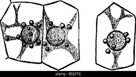 . Botanique physiologique ; I. Lignes de l'histologie d'phaenogamous les plantes. II. Physiologie végétale. Physiologie végétale ; anatomie végétale. . Veuillez noter que ces images sont extraites de la page numérisée des images qui peuvent avoir été retouchées numériquement pour plus de lisibilité - coloration et l'aspect de ces illustrations ne peut pas parfaitement ressembler à l'œuvre originale.. Goodale, George L. (George Lincoln), 1839-1923. New York [etc. ] : American Book Co. Banque D'Images