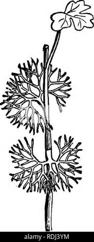 . Botanique élémentaire : théoriques et pratiques. Un texte-livre conçu principalement pour les élèves de cours de sciences liées à la science et l'art département de la commission de conseil sur l'éducation . La botanique. Fig. 134.-Palminerved feuilles de Geranium pratense (nature imprimée). Fig. 135.-Palmatisect feuille de l'^Aconitvin Monkshood j').. Veuillez noter que ces images sont extraites de la page numérisée des images qui peuvent avoir été retouchées numériquement pour plus de lisibilité - coloration et l'aspect de ces illustrations ne peut pas parfaitement ressembler à l'œuvre originale.. Edmonds, Henry. Londres et New York : Longma Banque D'Images