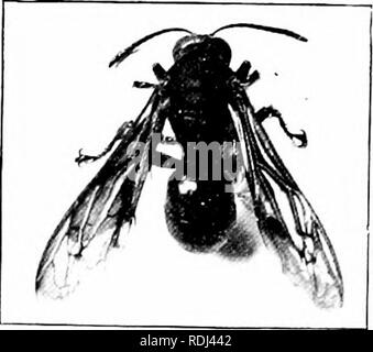 . Éléments de zoologie, d'accompagner l'étude de terrain et de laboratoire d'animaux. Zoologie. Fig. 55.- Polistes. ^itly Sli réduit. Photo. Ijy W. H. C. P. enveloppe de papier gris presque sphérique (Fig. 56). Ce sont attachés à l'arbre.s ou parties d'immeubles. Le papier est fait de fibre de bois finement masticated cimenté l.)y une sécrétion. Certaines vestes jaune forme des nids dans le sol. Les Hornets sont bien connus comme étant parmi les plus vindicatifs de nos insectes du nord, et leur morsure est capable de produire des douleurs considérables. Dans tous les Hymenop- tera la douleur de la piqûre est due à l'introduction d'une op Banque D'Images